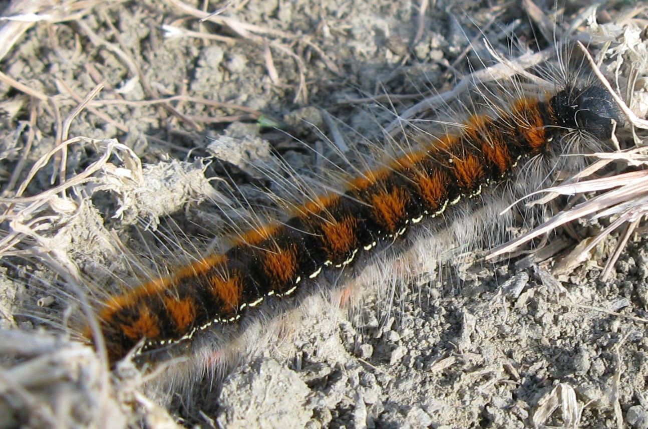 Bruco di Eriogaster lanestris ?