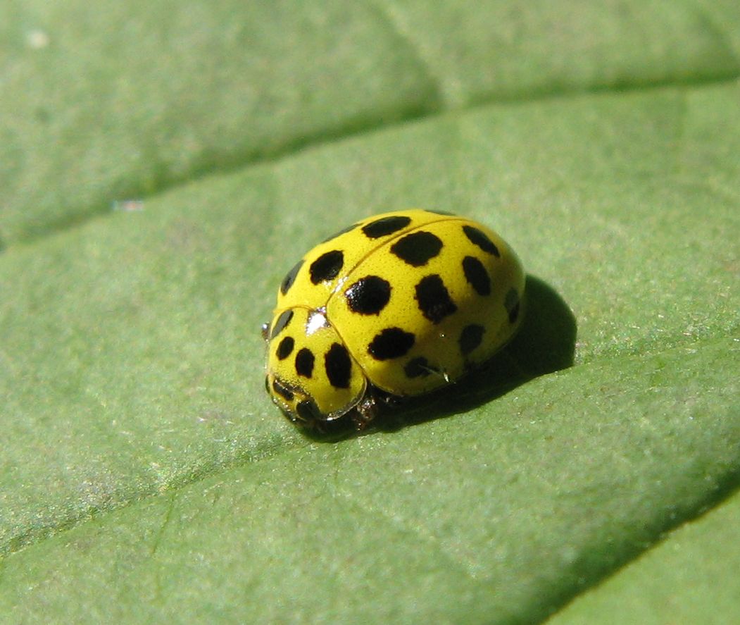 Harmonia axiridis e Psyllobora vigintiduopunctata