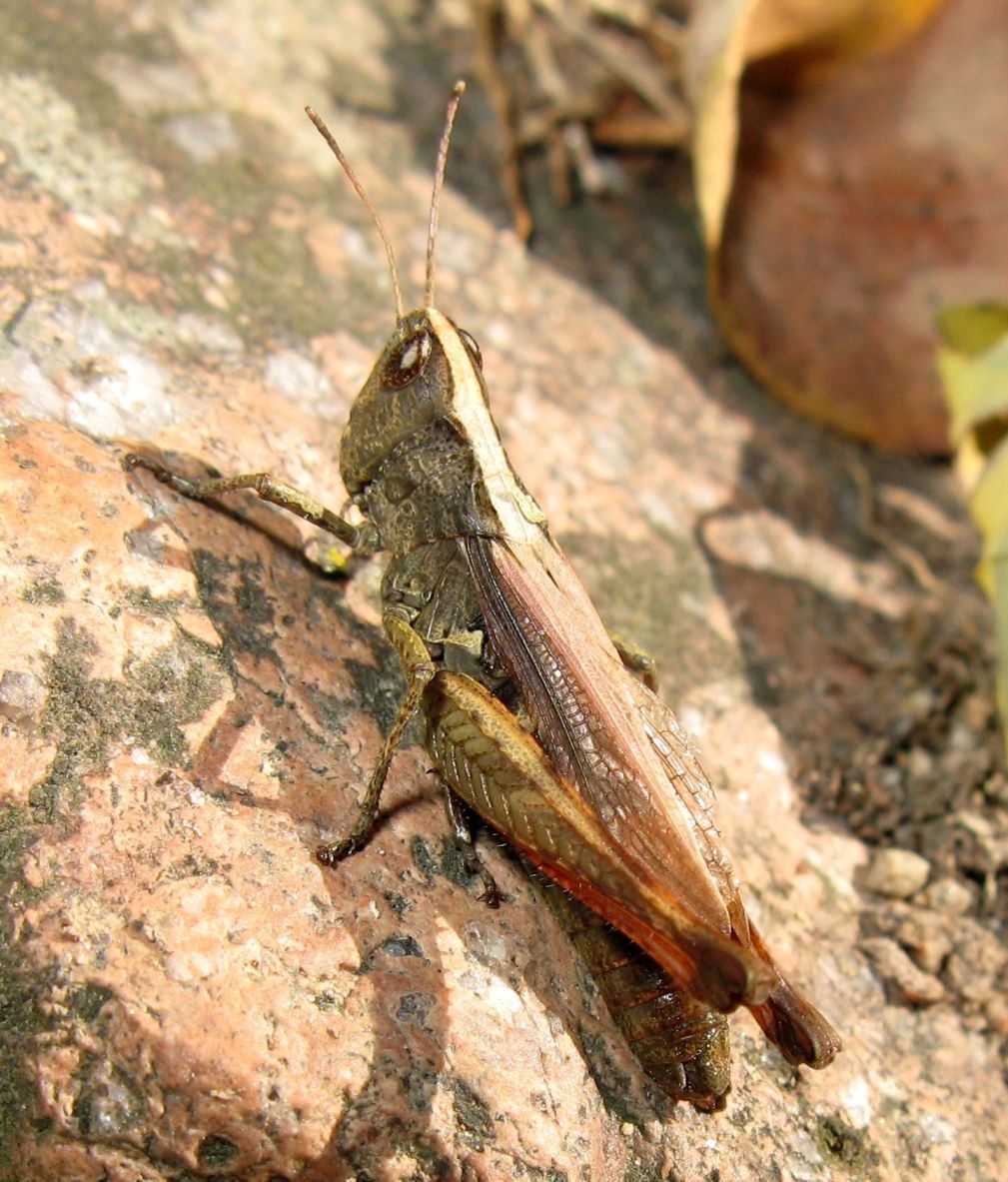 Stenobothrus lineatus ?