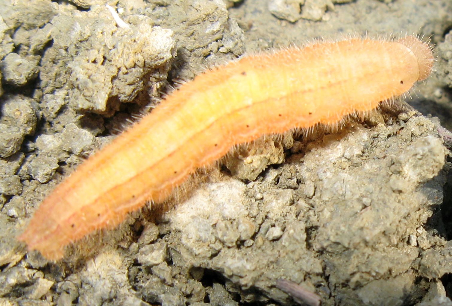 Bruco di Pyronia tithonus?