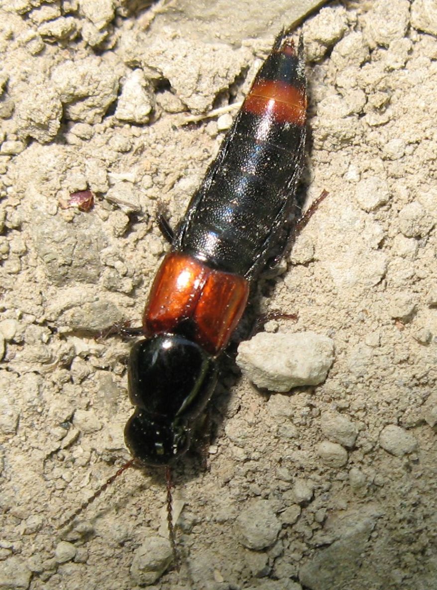 Astrapaeus ulmi