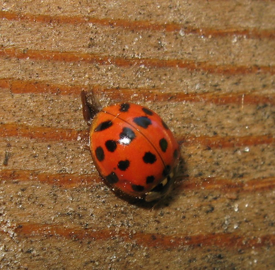 Harmonia axiridis e Psyllobora vigintiduopunctata