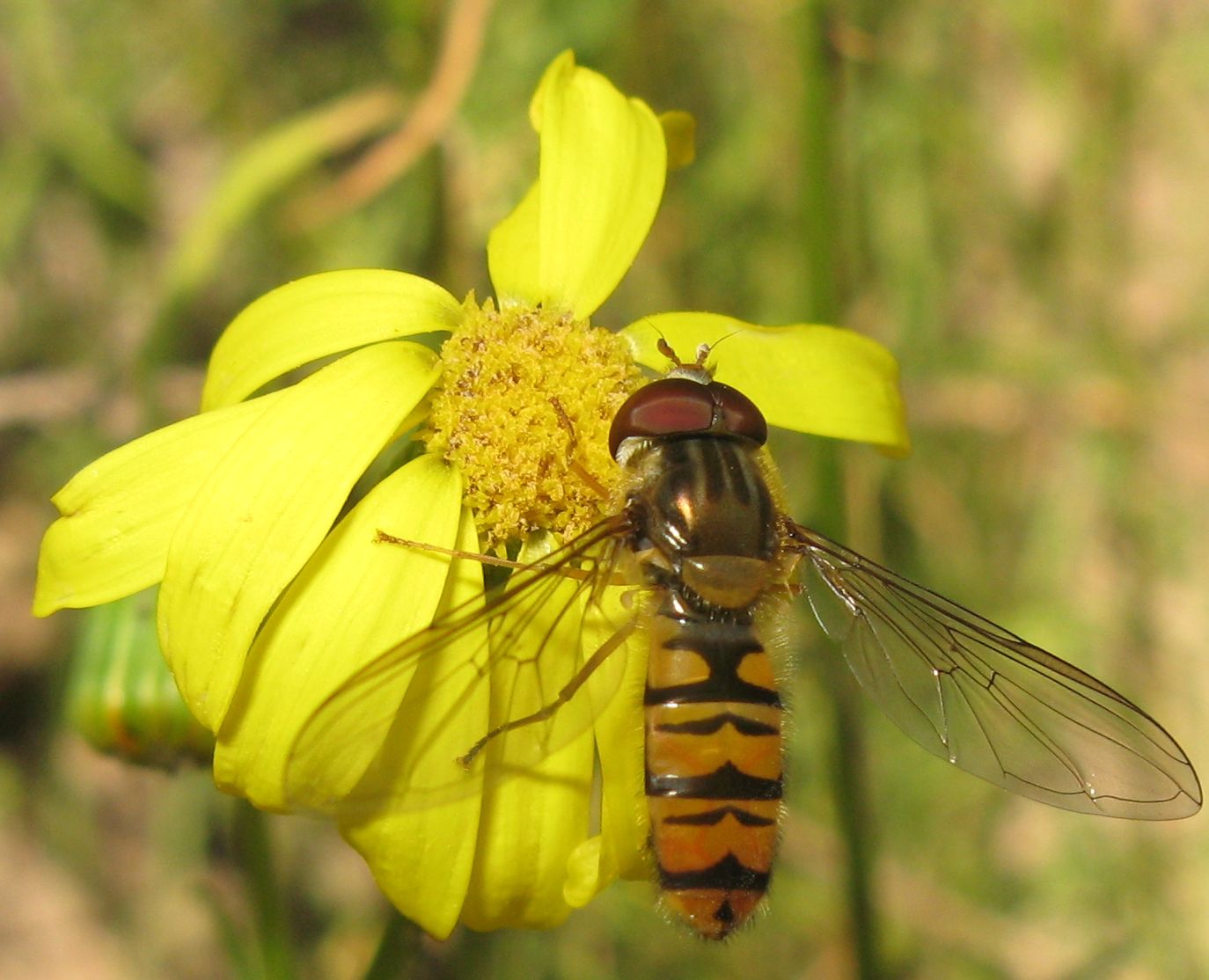 Episyrphus balteatus (Syrphidae).