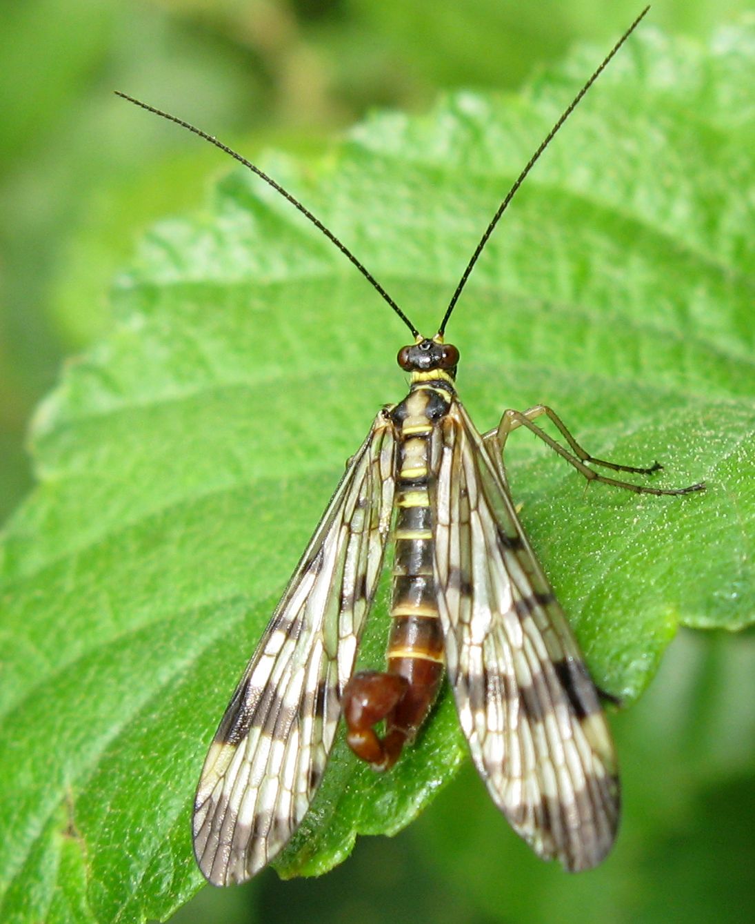 Panorpa germanica