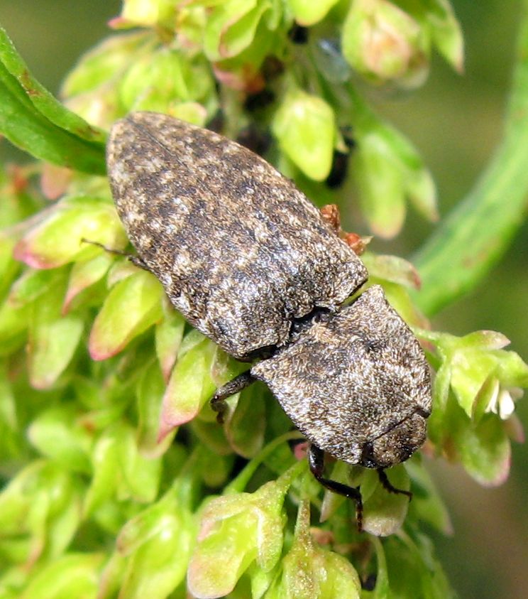 Agrypnus murinus