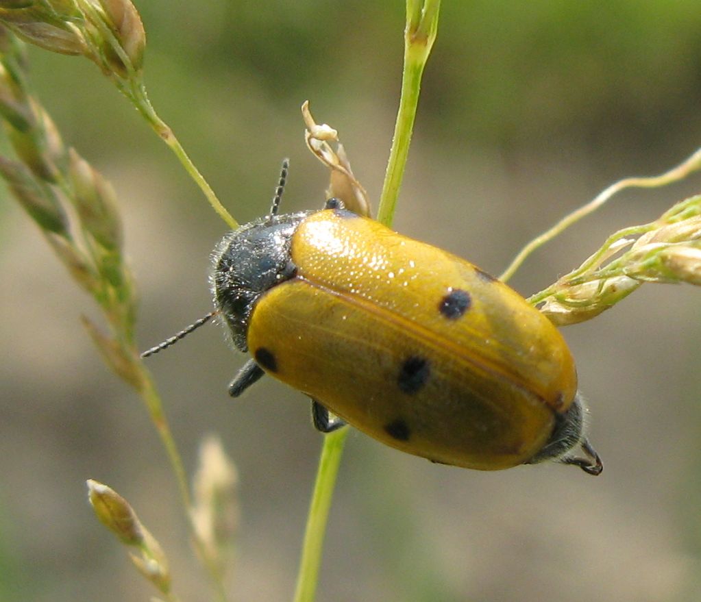 Lachnaia italica?