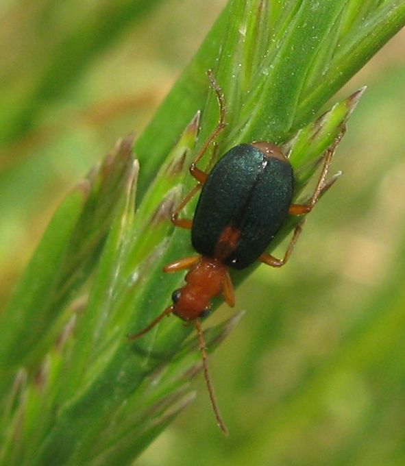 Brachinus sclopeta ?