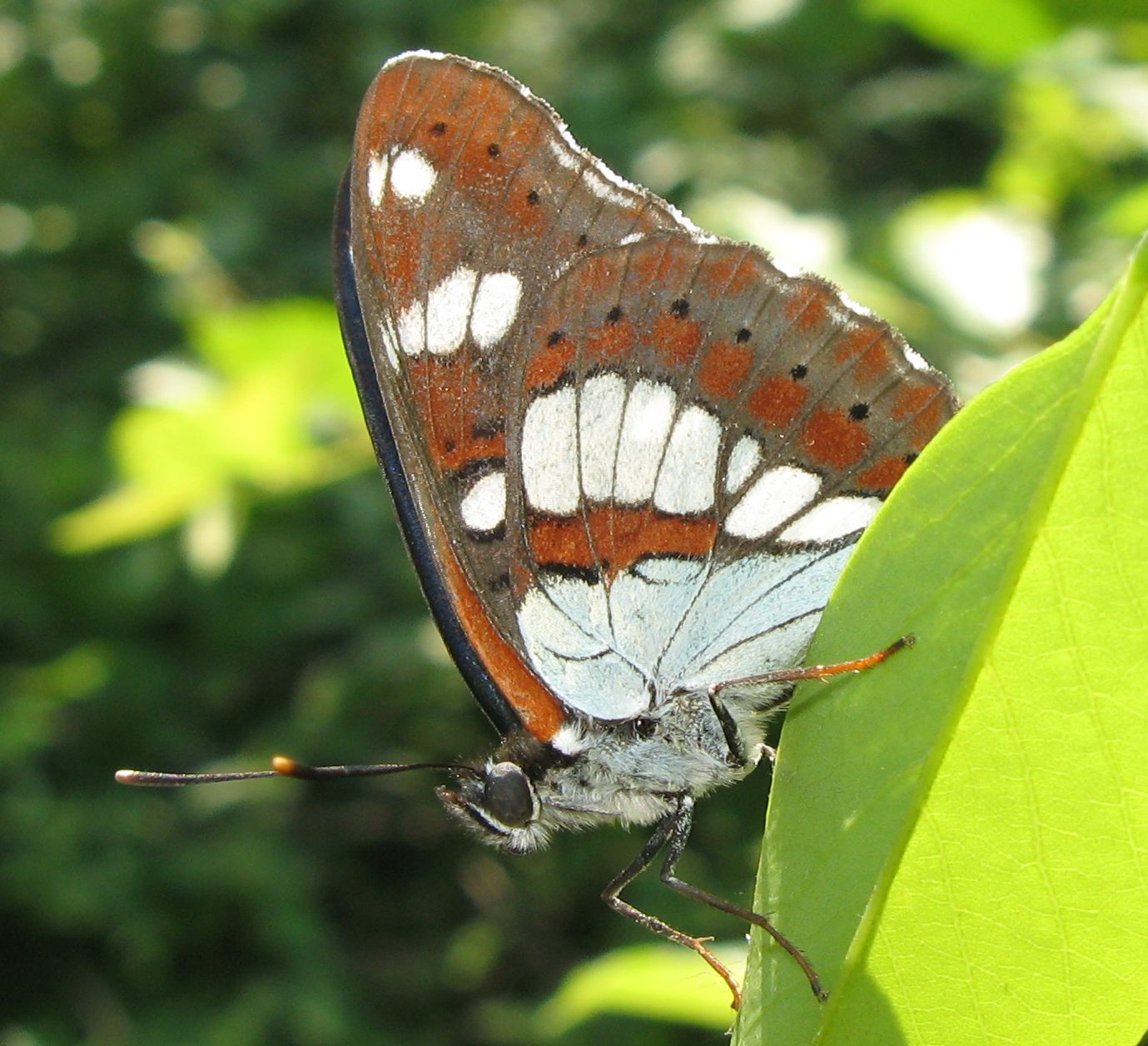 Limenitis reducta? - S