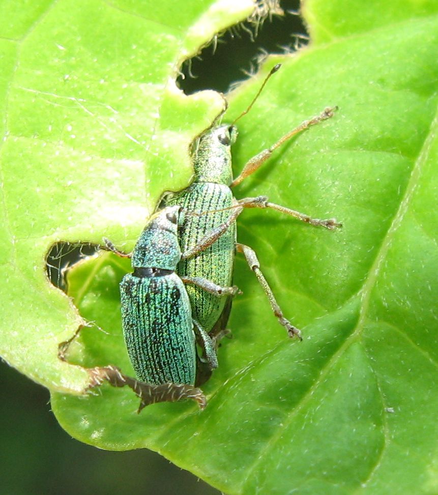Polydrusus formosus - Curculionidae