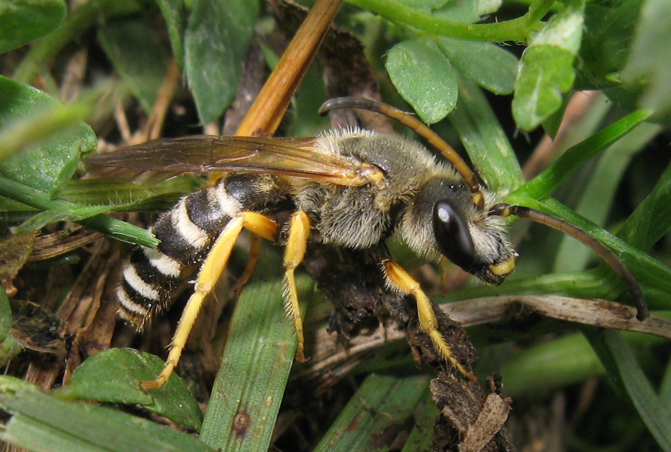 Halictus cfr scabiosae