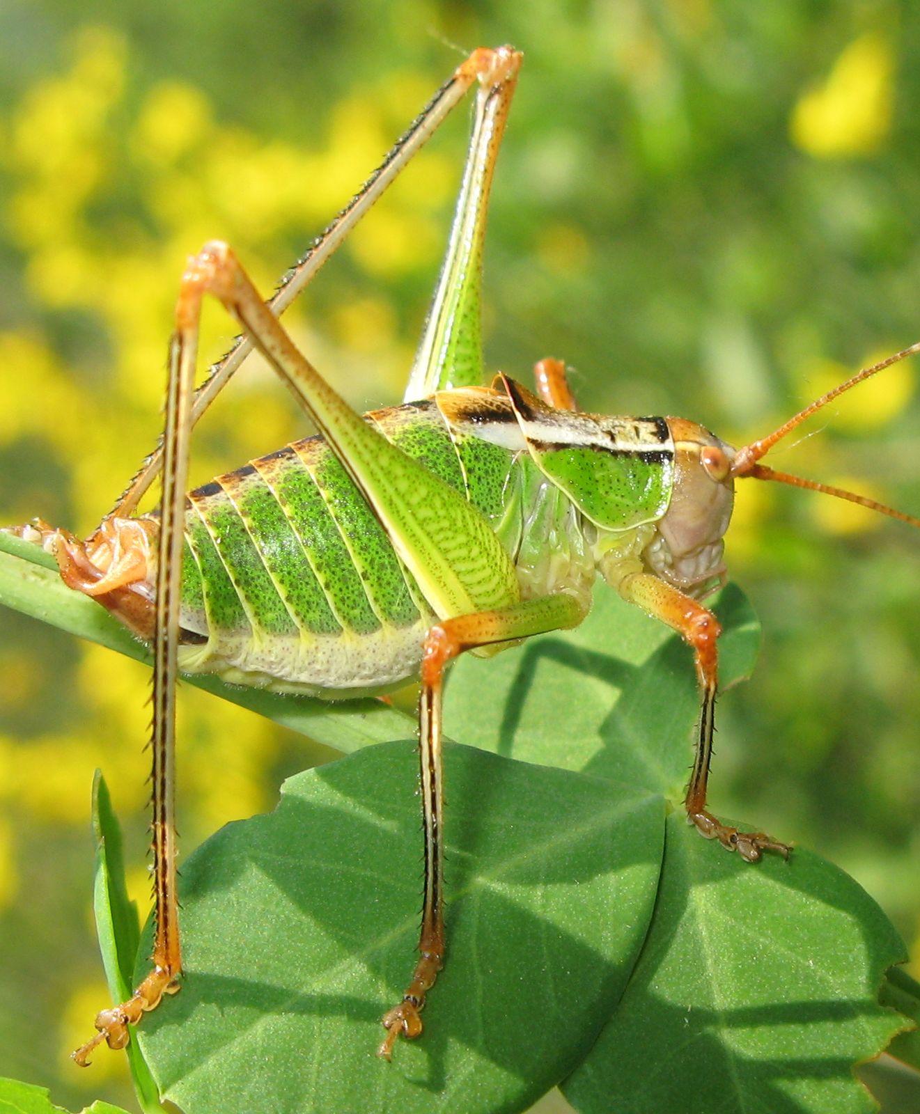 Metaplastes pulchripennis