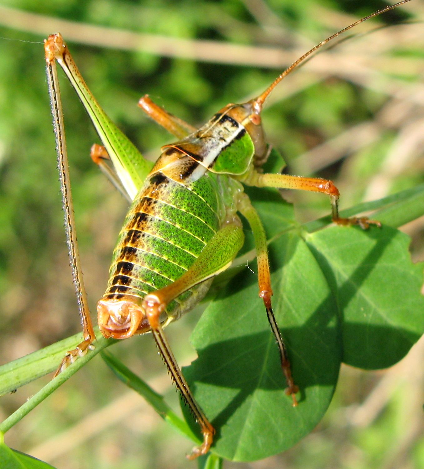 Metaplastes pulchripennis