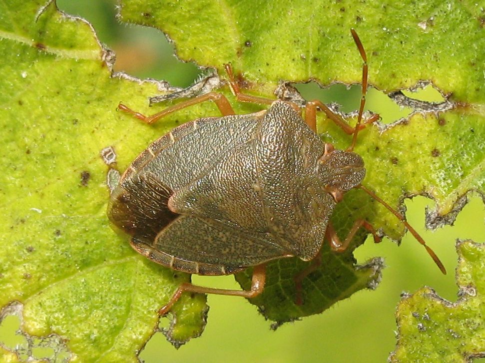 Palomena prasina?