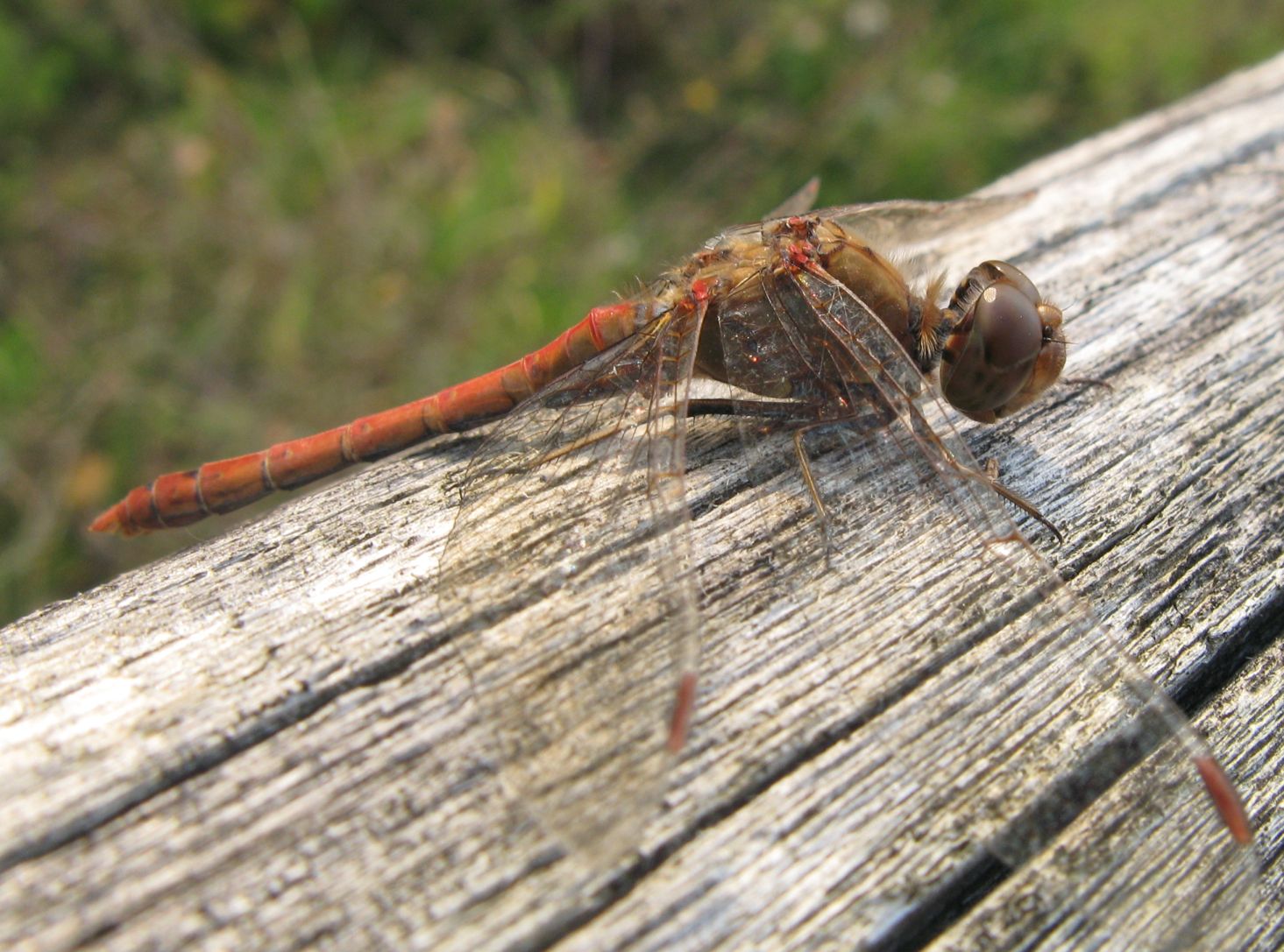 Libellule bolognesi di novembre - Sympetrum striolatum