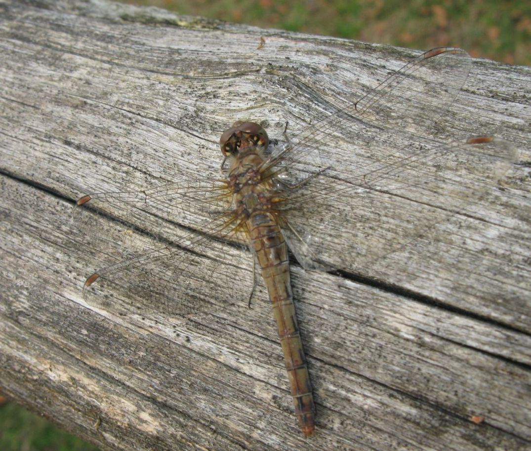 Libellule bolognesi di novembre - Sympetrum striolatum