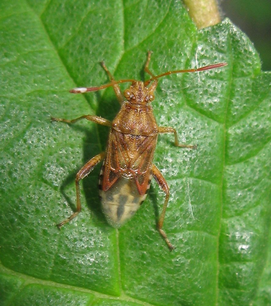 Rhopalidae: Stictopleurus abutilon dell''Emilia