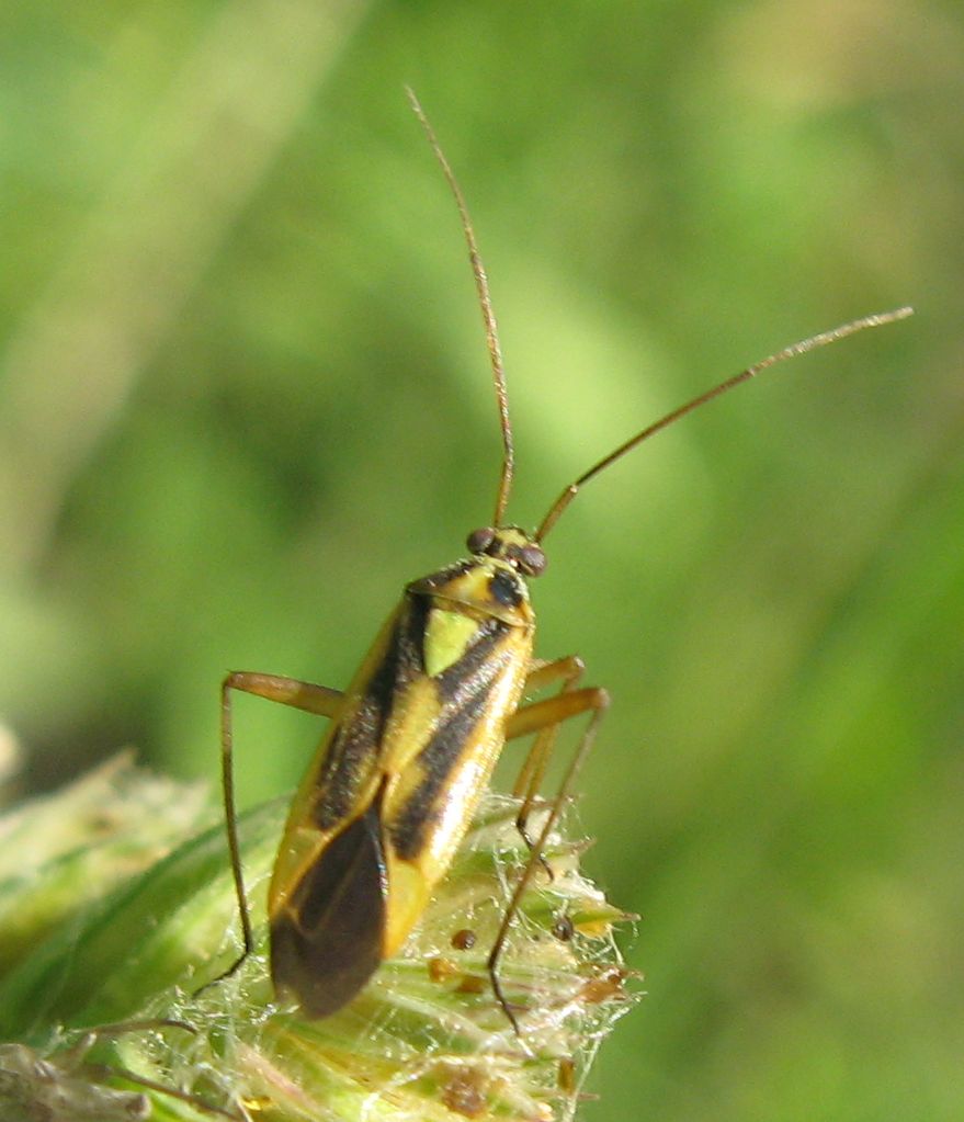 Miridae: Stenotus binotatus del Bolognese (BO)