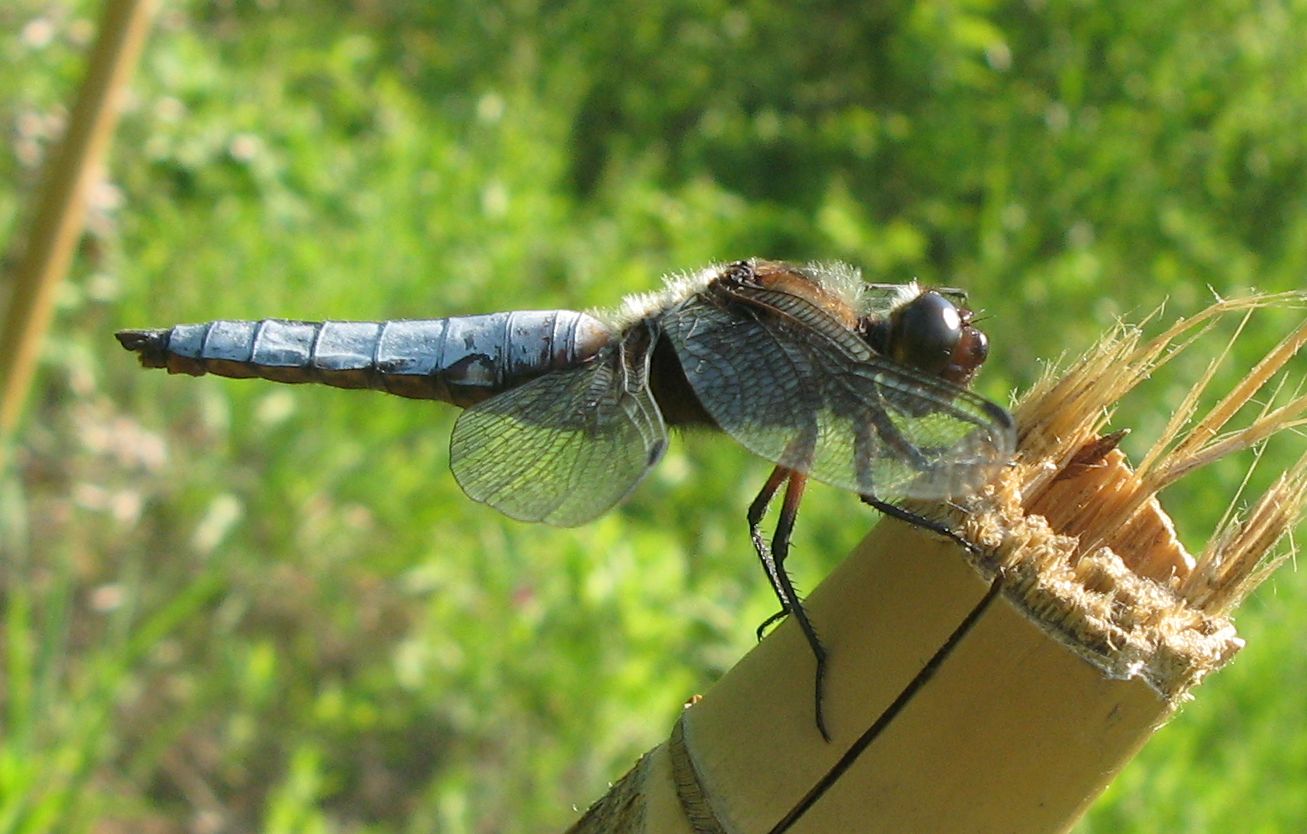 Libellula depressa?