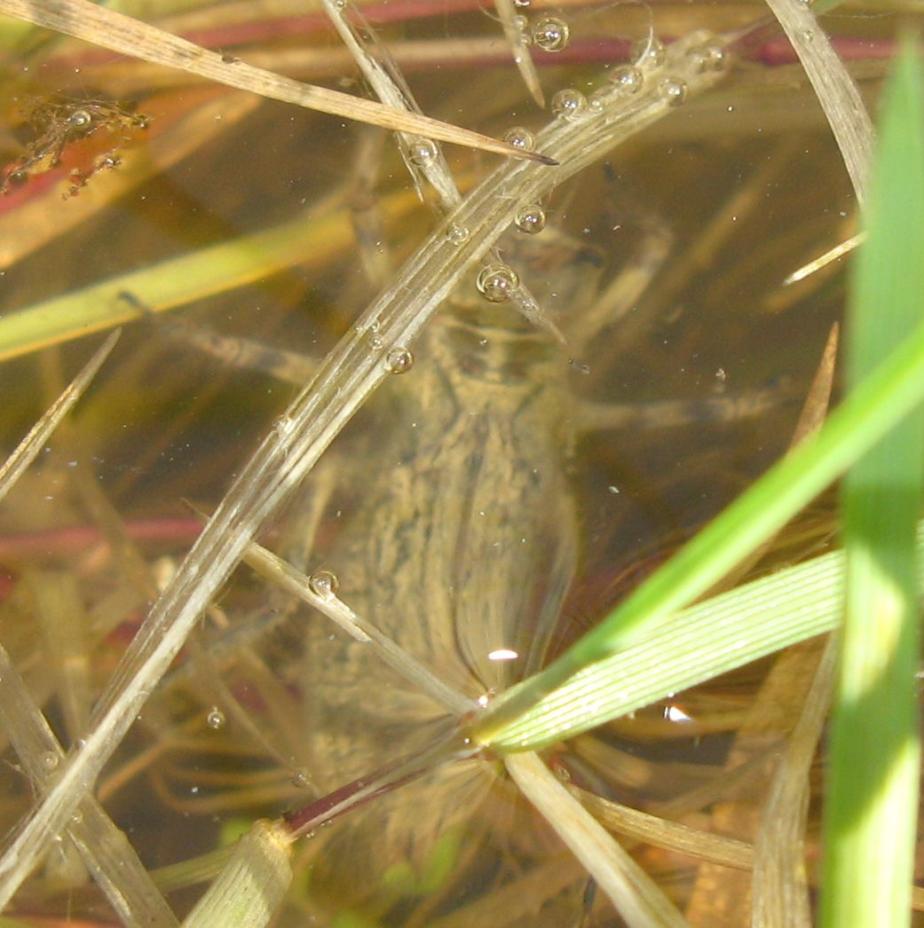 Libellula depressa?