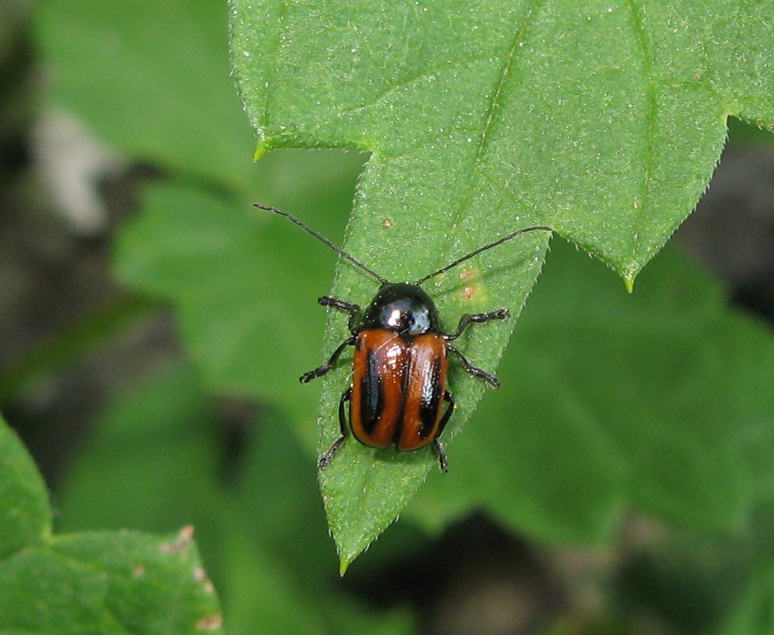 Cryptocephalus bipunctatus ?