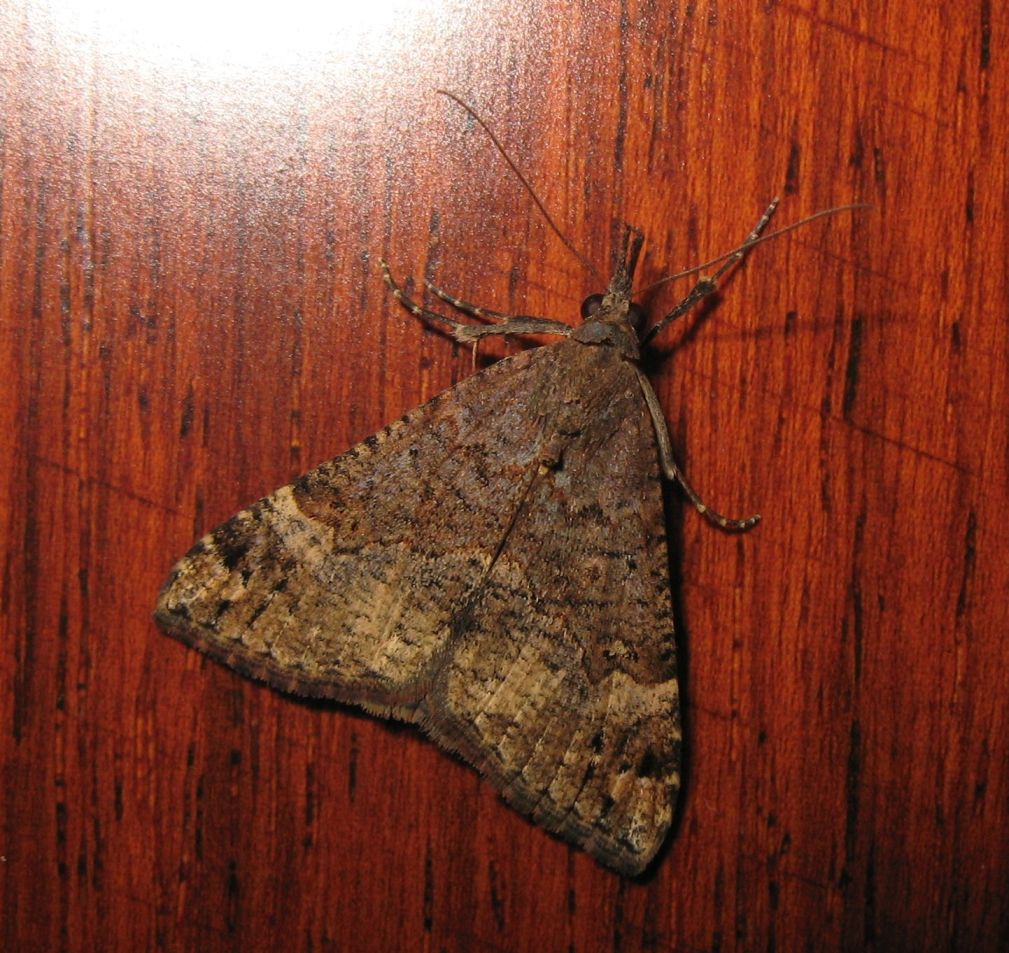 Hypena obsitalis?