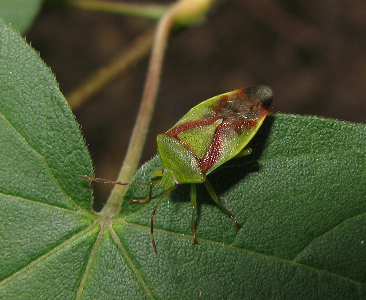 Acanthosomatidae: Elasmostethus cf minor  dell''Emilia (BO)