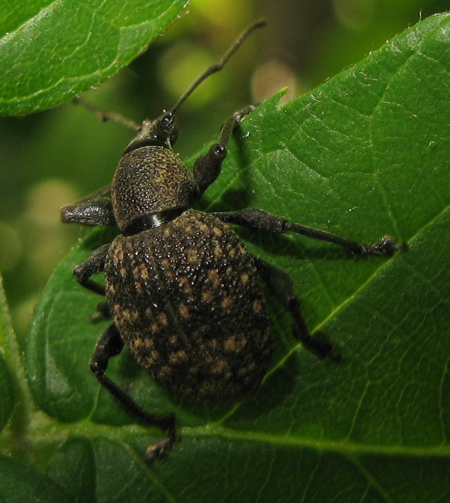 Otiorhynchus armadillo ?