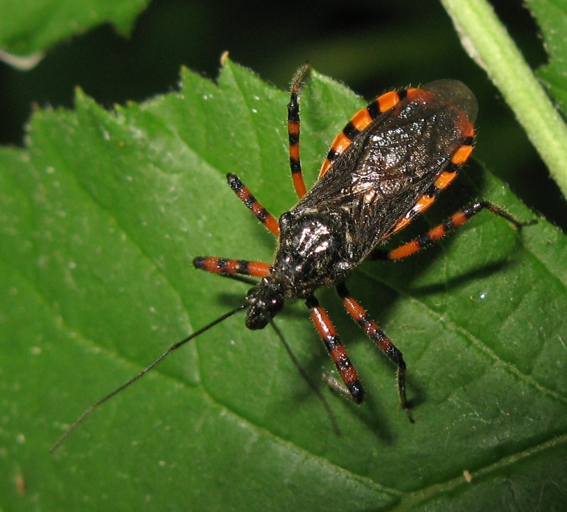 Reduviidae: Sphedanolestes cingulatus in Emilia (BO)