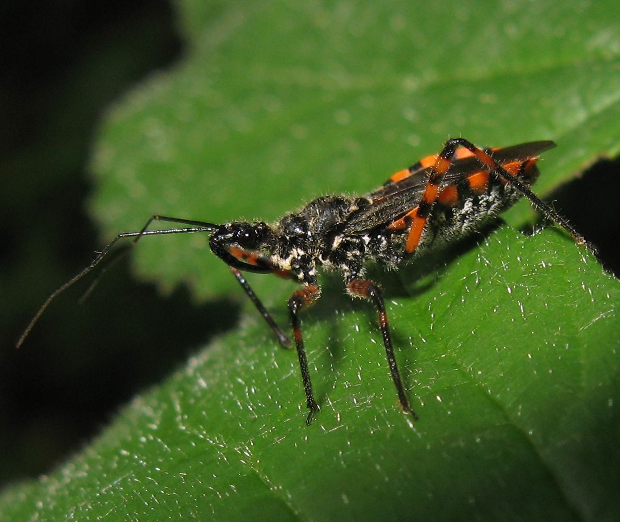 Reduviidae: Sphedanolestes cingulatus in Emilia (BO)