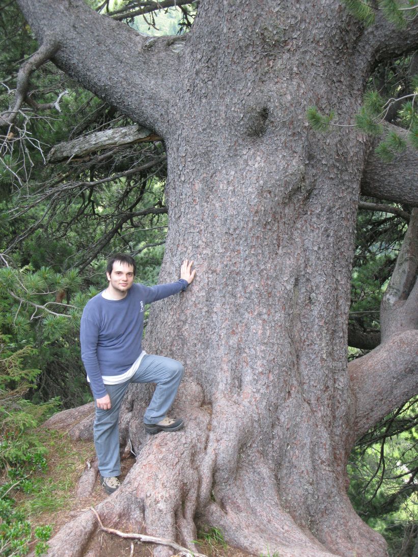 Passo Manghen - alla ricerca di alberi monumentali