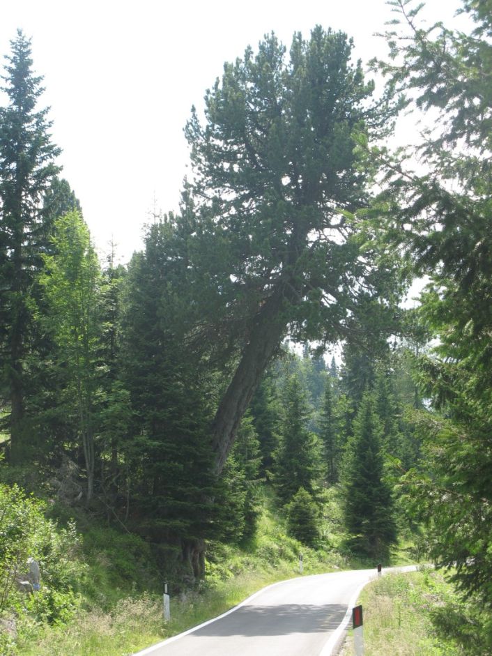 Passo Manghen - alla ricerca di alberi monumentali