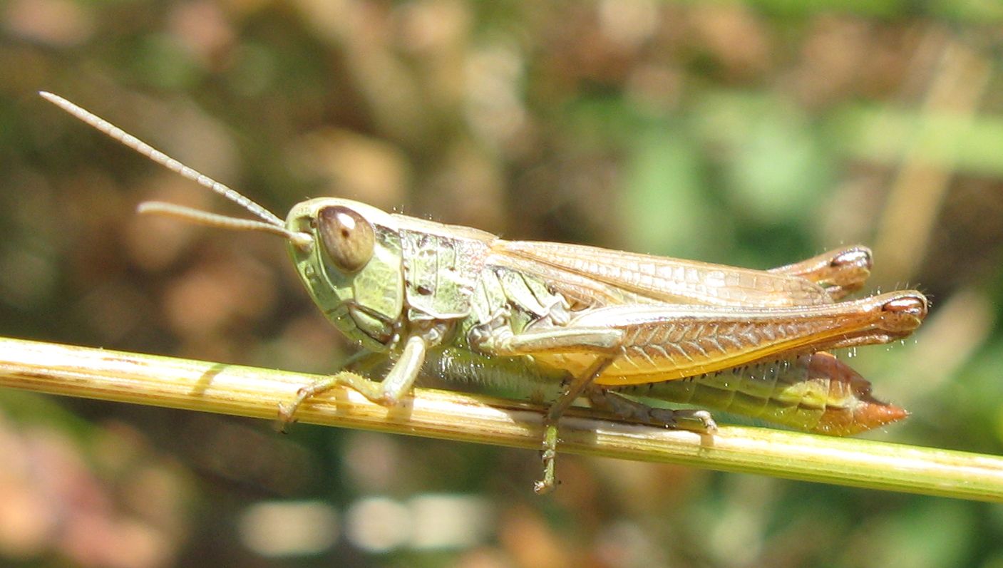 Il solito Euchortipphus declivus