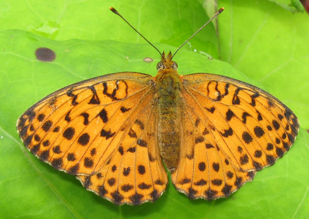 Argynnis aglaja o altro?: Brenthis daphne