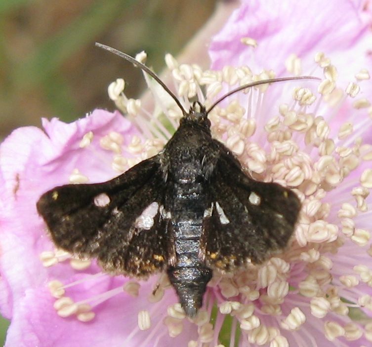 Cosa potrebbe essere? - Thyris fenestrella