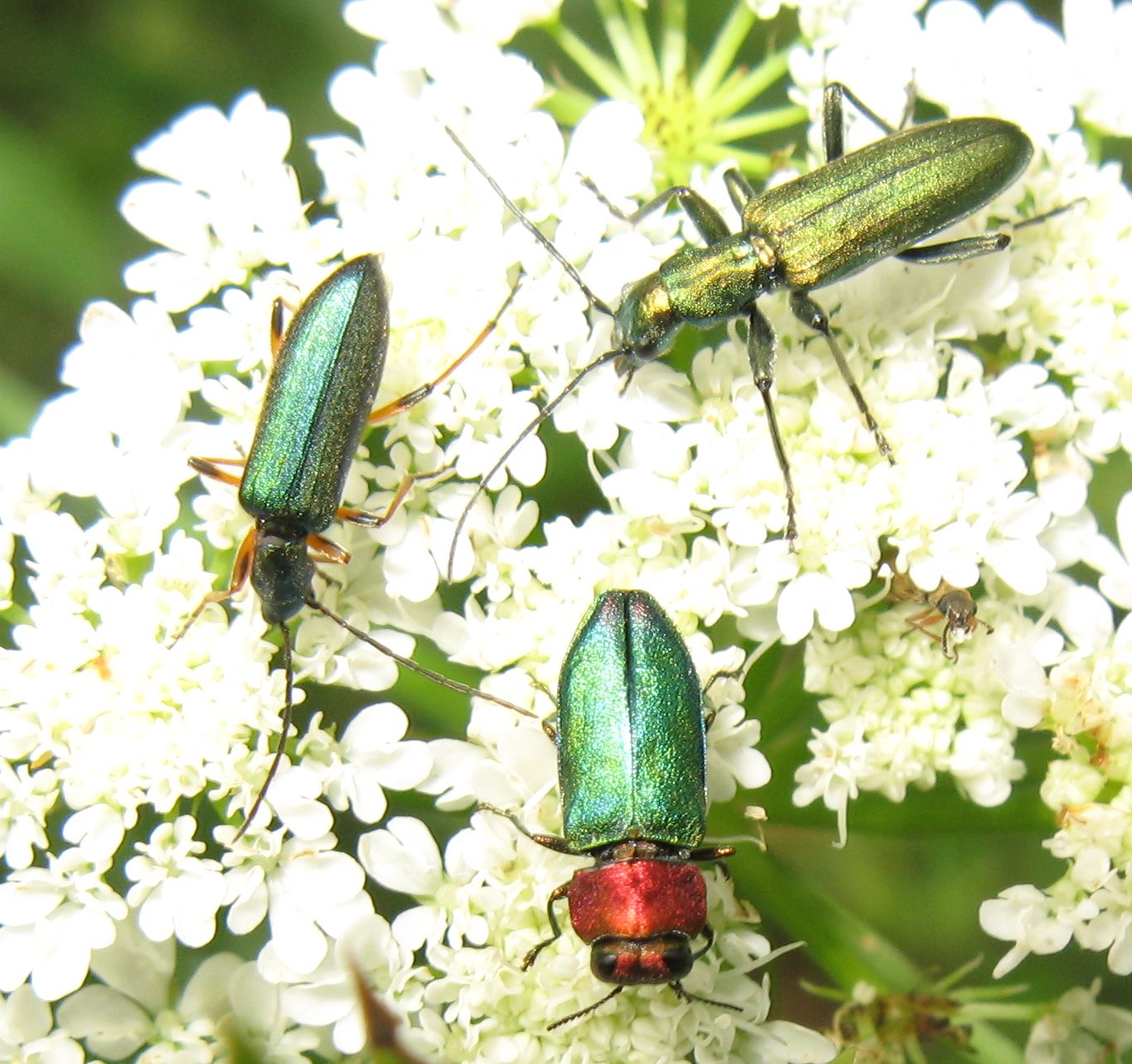 Sovraffollamento (Anthaxia + 2 Oedemeridae da determinare)