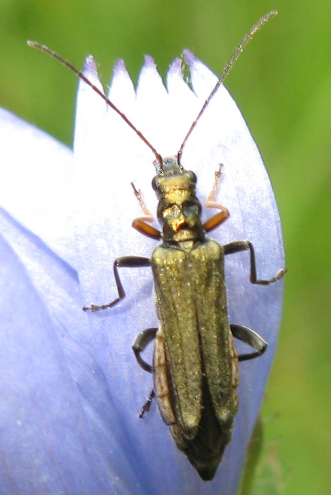 Difficolt su Oedemeridae