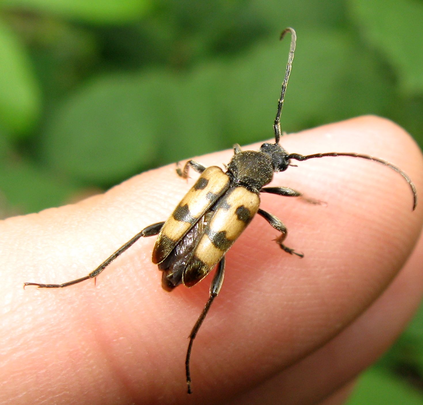 Judolia erratica?