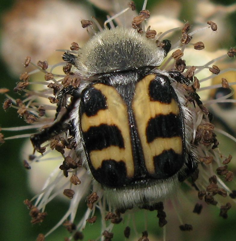 Trichius rosaceus ?