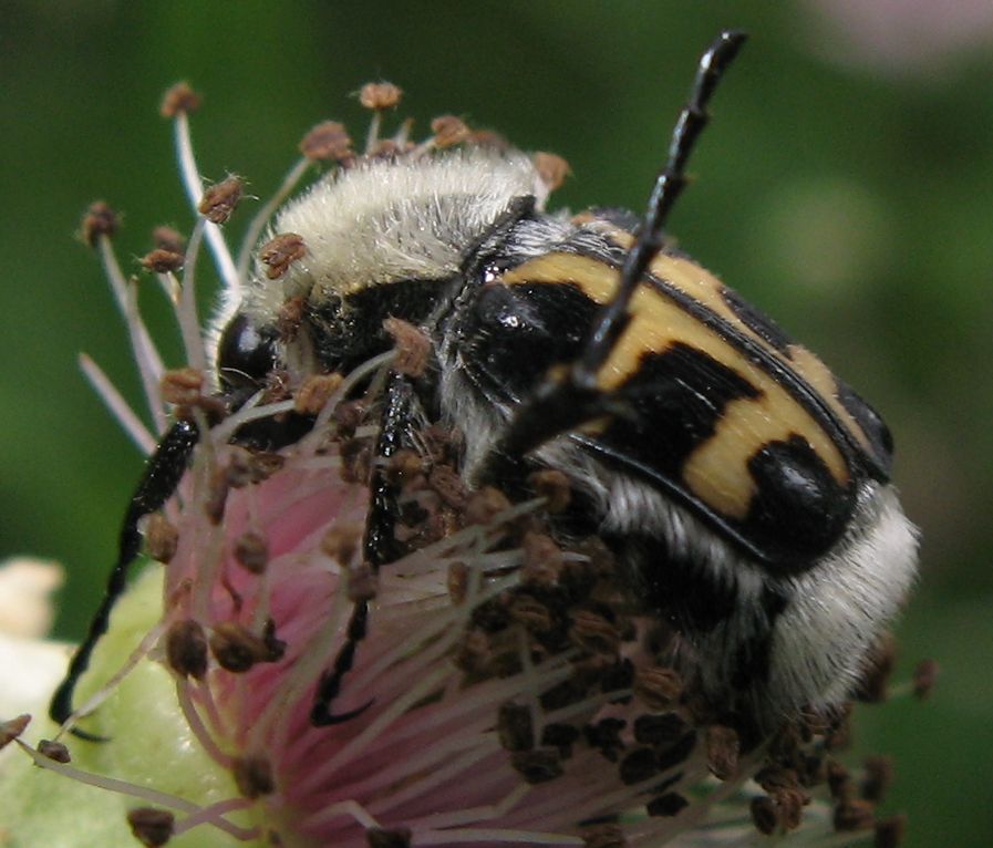 Trichius rosaceus ?