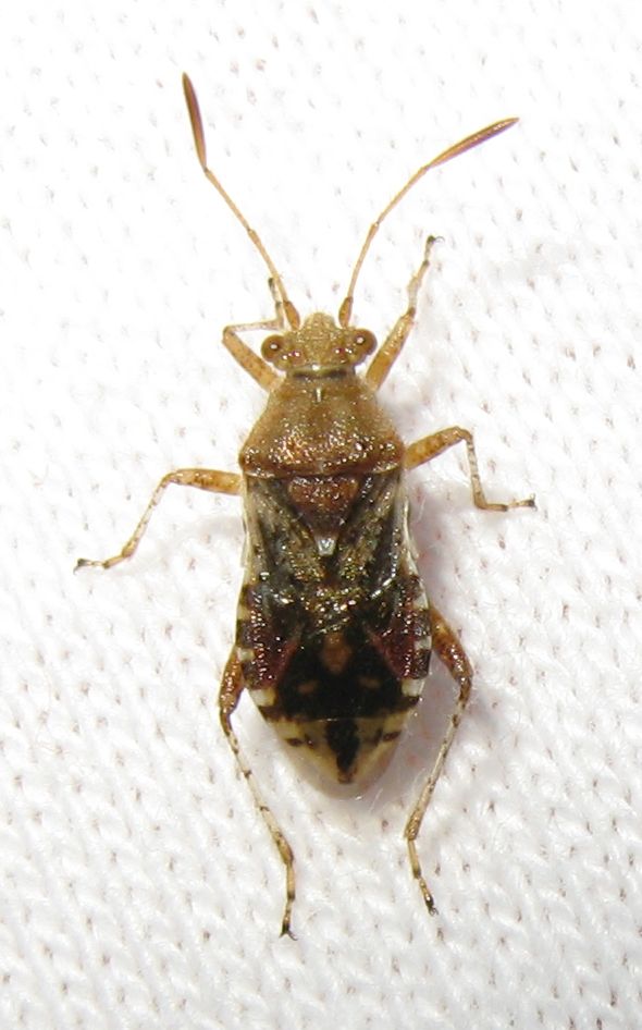 Rhopalidae: Rhopalus subrufus dell''Emilia