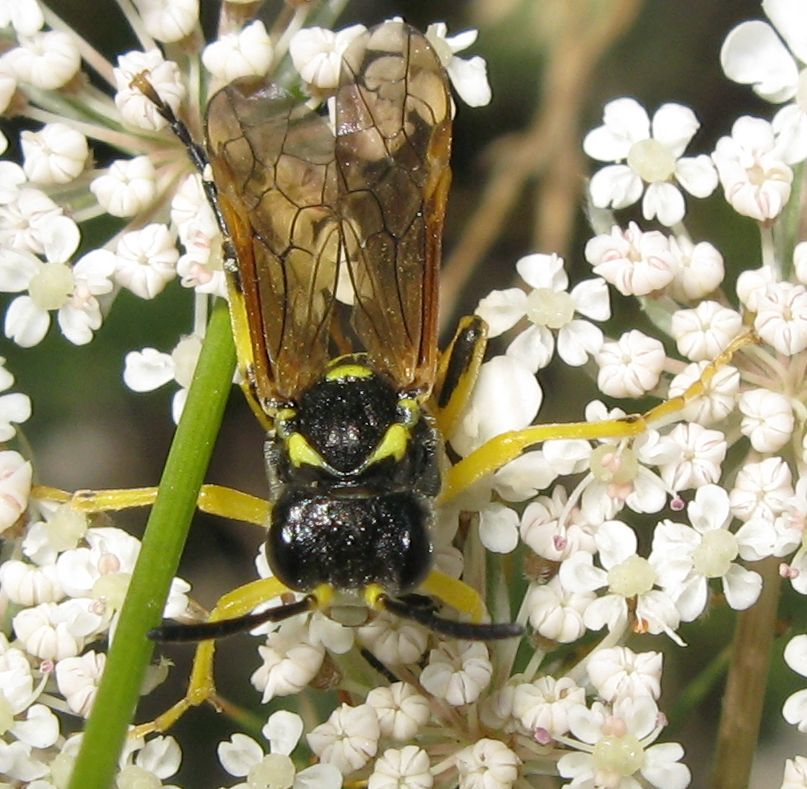 Tenthredo o Macrophya ?