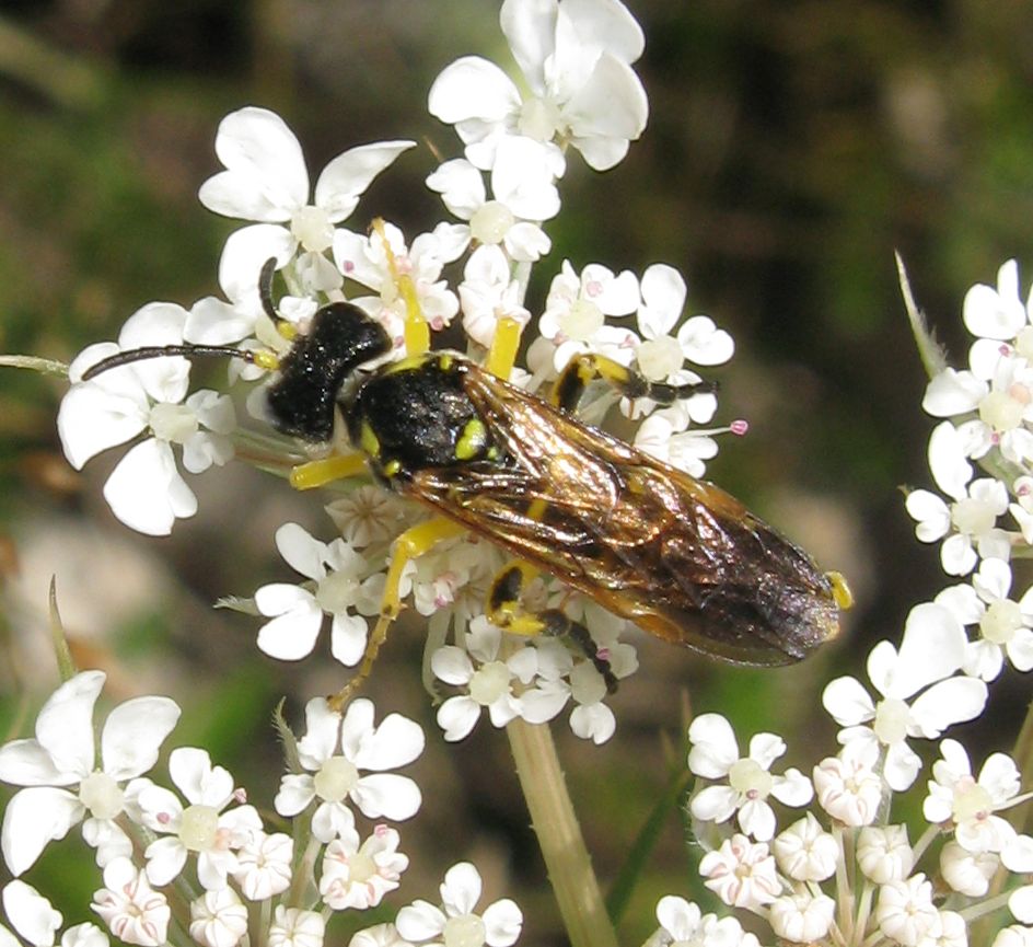 Tenthredo o Macrophya ?