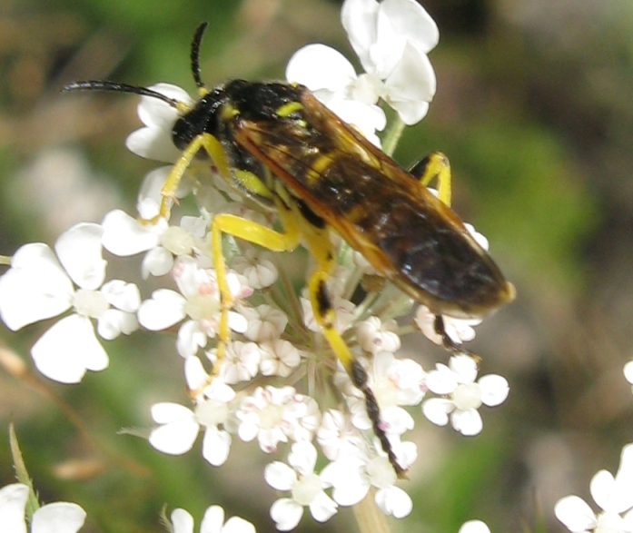 Tenthredo o Macrophya ?