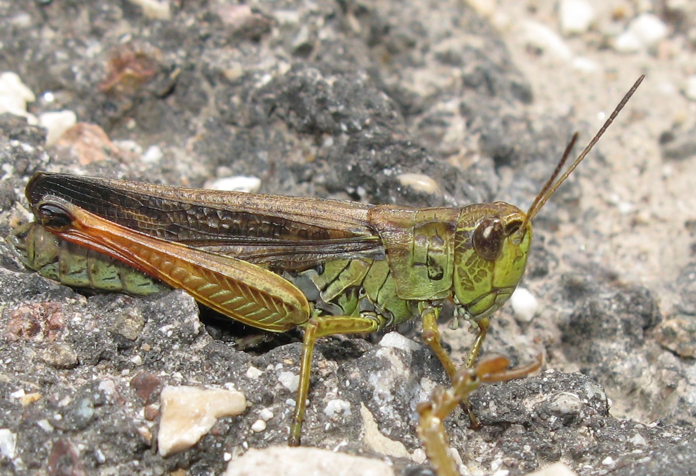 Chorthippus? No. Femmina di Stauroderus scalaris