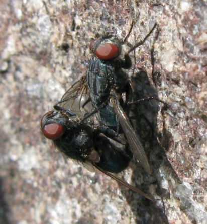 Accoppiamento di Calliphoridae ?