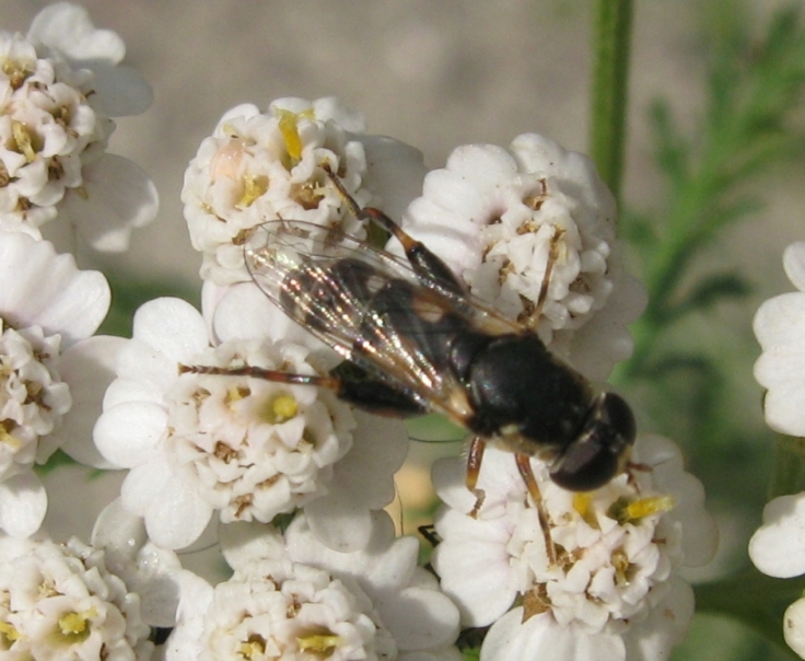 Syrphidae o altro?