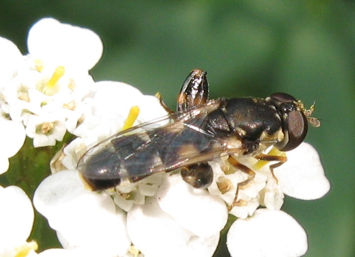 Syrphidae o altro?