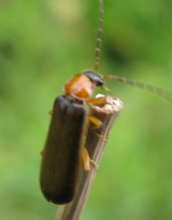 Cantharidae: probabile Rhagonycha lutea