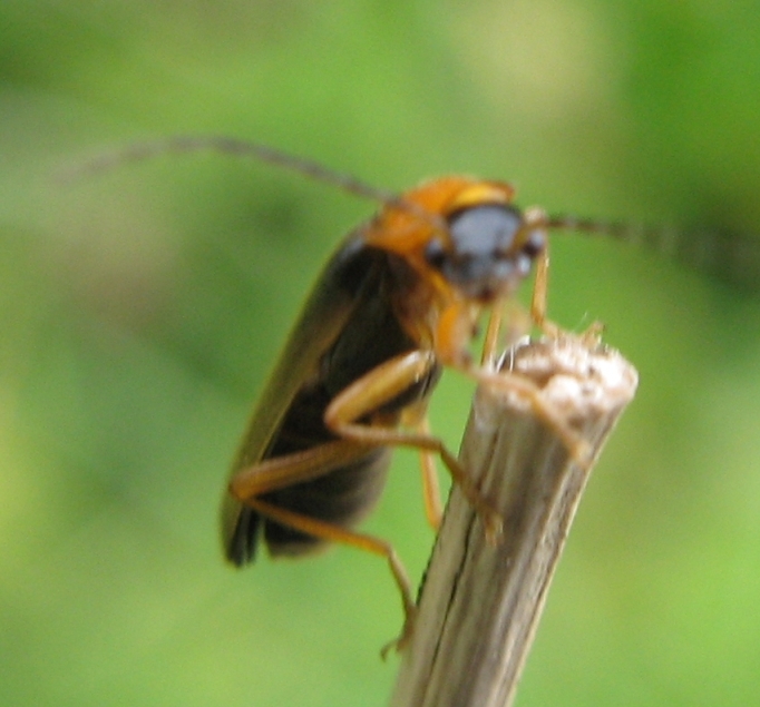 Cantharidae: probabile Rhagonycha lutea