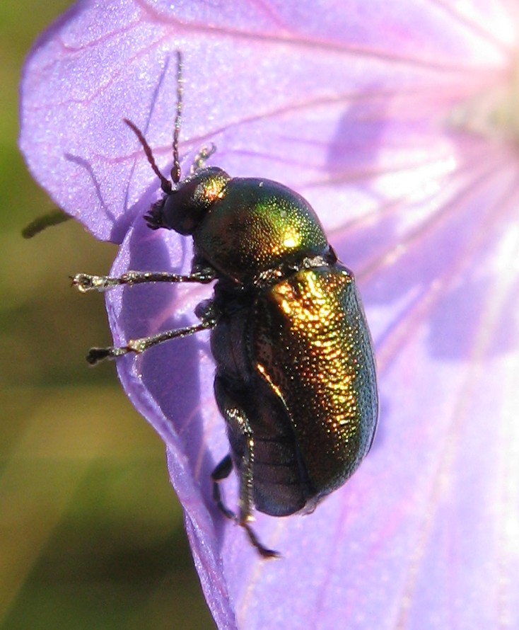 Cryptocephalus sp.